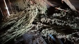 Саратовец хранил на даче более 10 кг марихуаны и конопли